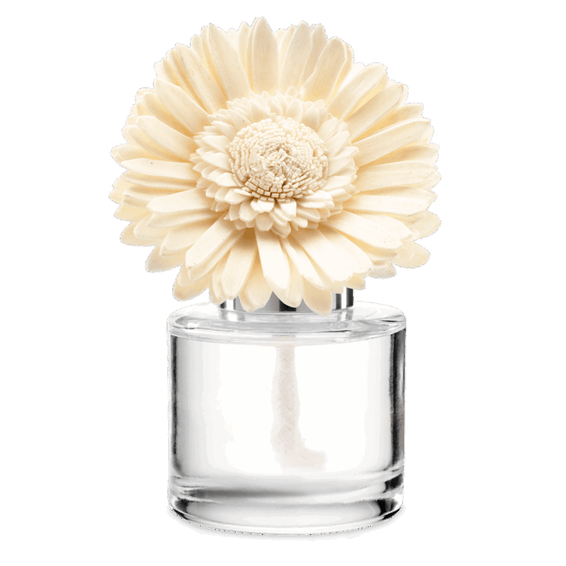 Blue Grotto Fragrance Flower - Dainty Daisy